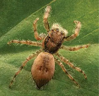 Description de l'image Menemerus foordi (10.3897-AfrInvertebr.65.136083) Figure 12 (cropped-C).jpg.