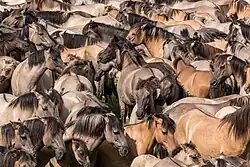 Photographie en couleurs d'un groupe compact de chevaux de couleurs grises et marrons