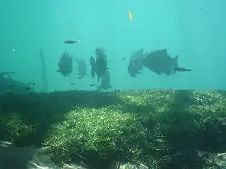 Groupe de Piaractus mesopotamicus en milieu naturel