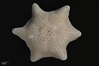 Meridiastra occidens.