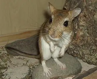 Description de l'image Meriones persicus.jpg.