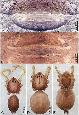 Description de l'image Merizocera baoshan (10.3897-zookeys.961.53058) Figure 2.jpg.
