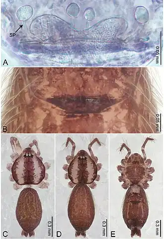 Description de l'image Merizocera betong (10.3897-zookeys.961.53058) Figure 4.jpg.