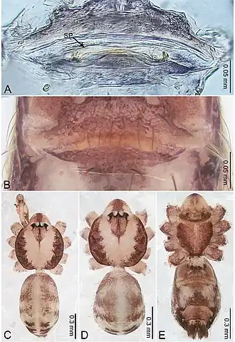 Description de l'image Merizocera colombo (10.3897-zookeys.961.53058) Figure 6.jpg.
