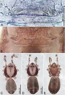 Description de l'image Merizocera galle (10.3897-zookeys.961.53058) Figure 8.jpg.