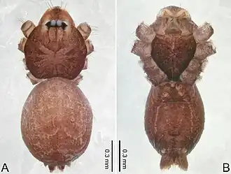 Description de l'image Merizocera hponkanrazi (10.3897-zookeys.961.53058) Figure 10.jpg.