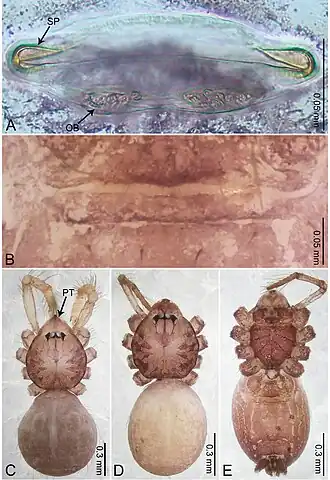 Description de l'image Merizocera kachin (10.3897-zookeys.961.53058) Figure 12.jpg.