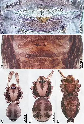 Description de l'image Merizocera kandy (10.3897-zookeys.961.53058) Figure 14.jpg.