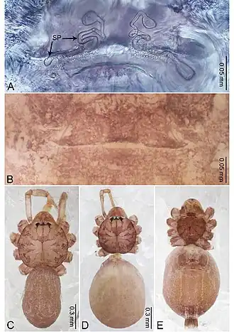 Description de l'image Merizocera krabi (10.3897-zookeys.961.53058) Figure 18.jpg.