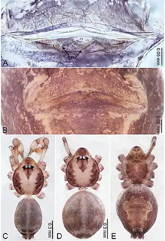 Description de l'image Merizocera kurunegala (10.3897-zookeys.961.53058) Figure 20.jpg.