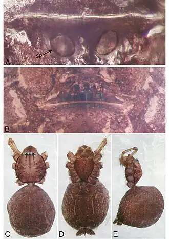 Description de l'image Merizocera lincang (10.3897-zookeys.961.53058) Figure 21.jpg.