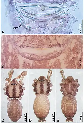 Description de l'image Merizocera mandai (10.3897-zookeys.961.53058) Figure 16.jpg.