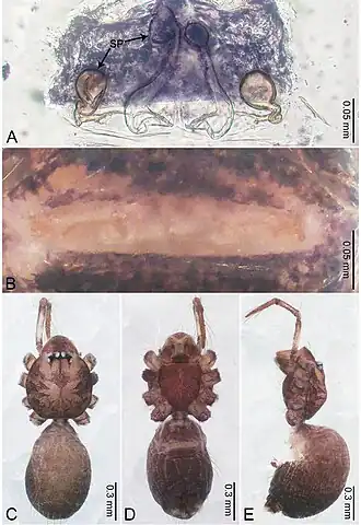 Description de l'image Merizocera nyingchi (10.3897-zookeys.961.53058) Figure 24.jpg.