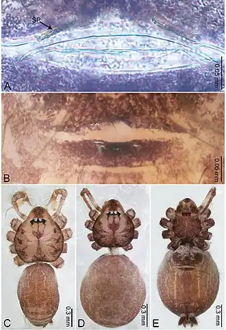 Description de l'image Merizocera phuket (10.3897-zookeys.961.53058) Figure 28.jpg.