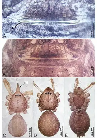 Description de l'image Merizocera putao (10.3897-zookeys.961.53058) Figure 30.jpg.