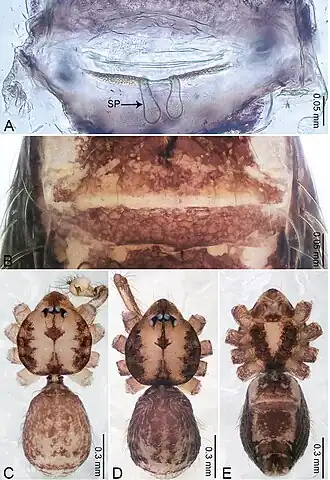 Description de l'image Merizocera ranong (10.3897-zookeys.961.53058) Figure 32.jpg.
