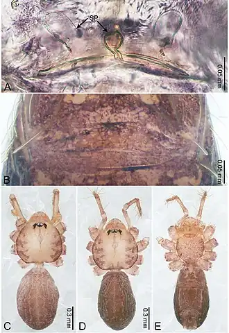 Description de l'image Merizocera ratnapura (10.3897-zookeys.961.53058) Figure 34.jpg.