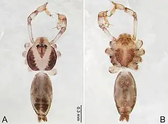 Description de l'image Merizocera salawa (10.3897-zookeys.961.53058) Figure 36.jpg.