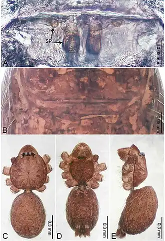 Description de l'image Merizocera tak (10.3897-zookeys.961.53058) Figure 37.jpg.