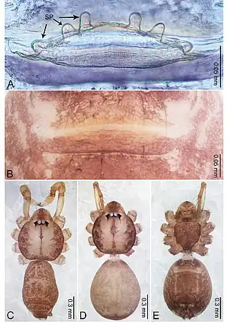 Description de l'image Merizocera tanintharyi (10.3897-zookeys.961.53058) Figure 39.jpg.