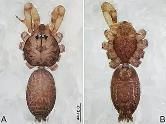 Description de l'image Merizocera tengchong (10.3897-zookeys.961.53058) Figure 41.jpg.