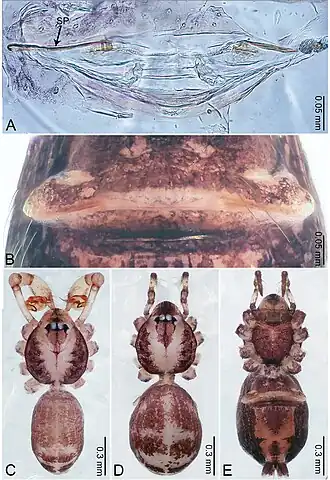 Description de l'image Merizocera thenna (10.3897-zookeys.961.53058) Figure 43.jpg.