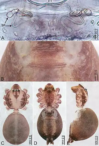 Description de l'image Merizocera uva (10.3897-zookeys.961.53058) Figure 44.jpg.