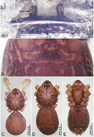 Description de l'image Merizocera wenshan (10.3897-zookeys.961.53058) Figure 46.jpg.