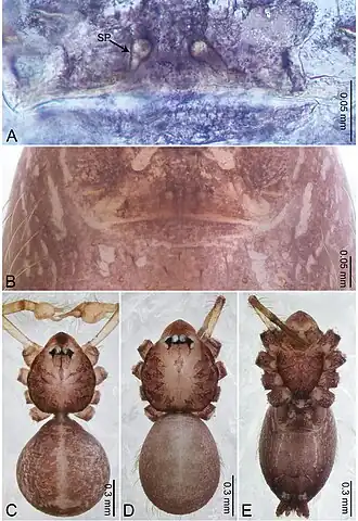 Description de l'image Merizocera wui (10.3897-zookeys.961.53058) Figure 48.jpg.