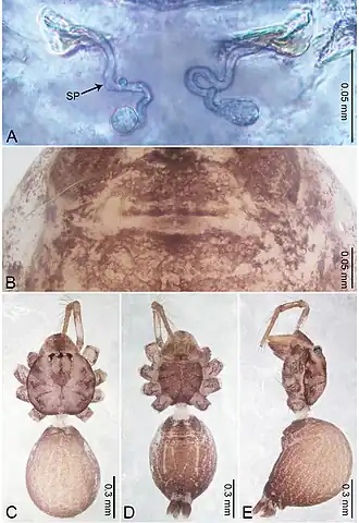 Description de l'image Merizocera yala (10.3897-zookeys.961.53058) Figure 49.jpg.
