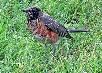 Merle d'Amérique juvénile