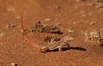 Description de l'image Meroles cuneirostris 345390278.jpg.