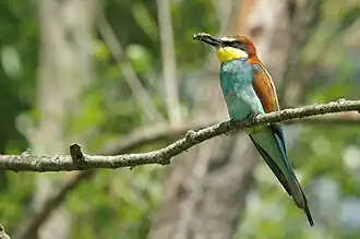 Le Guêpier d'Europe (Merops apiaster) est un migrateur.