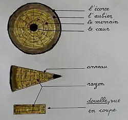 Croquis montrant en coupe la composition d'un tronc de chêne, et la disposition des rayons et des anneaux de croissance dans un quartier et dans une douelle.