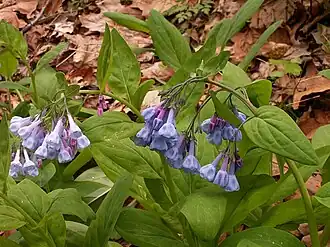 Description de l'image Mertensia virginica, 2015-05-01, Trillium Trail, 01.jpg.