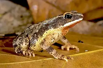 Description de l'image Mertensophryne usambarae 2184910.jpg.