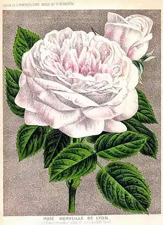 Image illustrative de l’article Merveille de Lyon