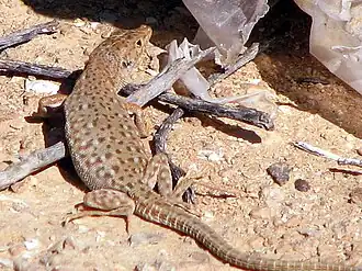 Description de l'image Mesalina bahaeldini Israel.jpg.