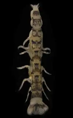 Mesanthura antenniformis