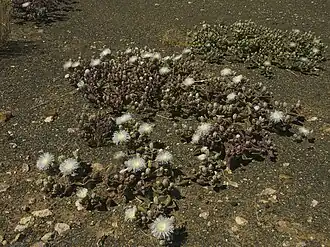 Réserve naturelle de Goegap (en), Namaqualand, Cap-Nord, Afr. du Sud.