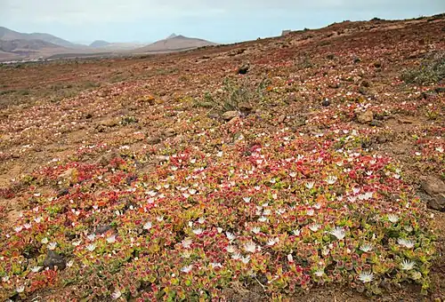 Fuerteventura, îles Canaries.
