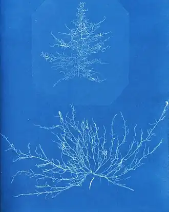 Cyanotype de Nemalion elminthoides.