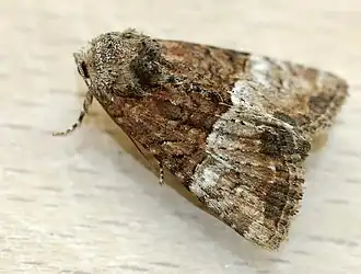 Description de cette image, également commentée ci-après