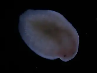 Mesostoma productum, un Typhloplanidae