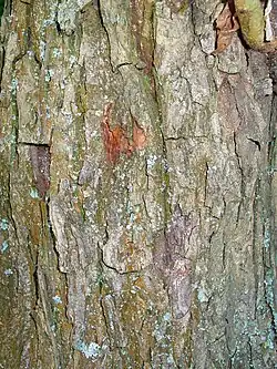 Écorce du tronc.