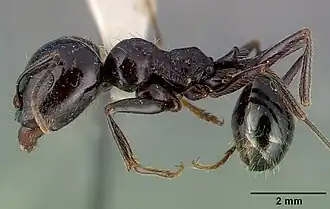 Description de l'image Messor capitatus casent0010645 profile 1.jpg.