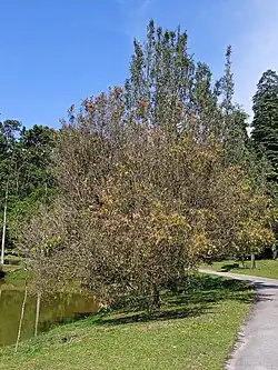 Arbre de fer en Malaysie