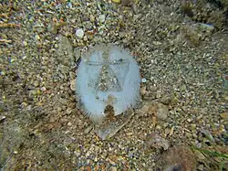 Metalia spatagus (Mayotte).