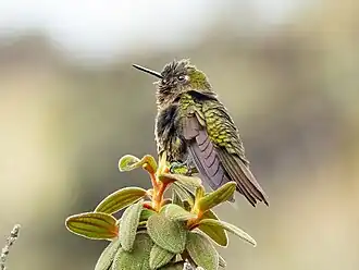 Description de l'image Metallura odomae 384572987 (cropped).jpg.