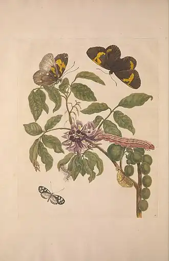 Description de cette image, également commentée ci-après